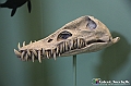 VBS_0870 - Dinosauri. Terra dei giganti